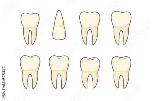 A collection of eight human tooth illustrations arranged in two rows on a black background. The set includes seven molars and one incisor, shown with roots in a clean vector style.