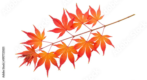 Foto Isolated branch of Japanese maple leaves shows autumn foliage turning orange and