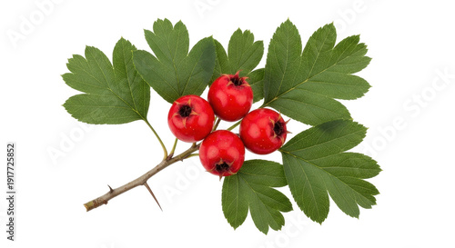 Fotografie Isolated hawthorn berries and leaves on a branch, vibrant red fruits of the autu
