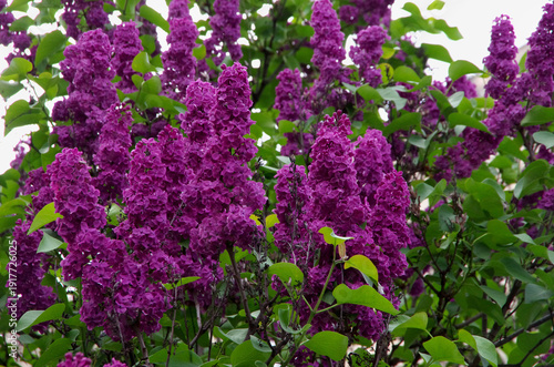beautiful purple flowers of the lilac bush