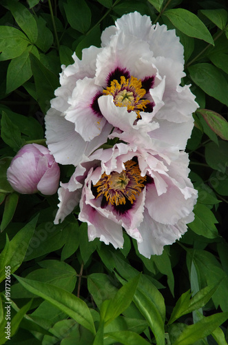 Tree peony flowers on a bush (Paeonia suffruticosa) close-up