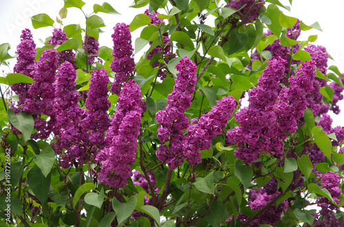 Lilac purple flowers, bloom (Latin: Syringa)