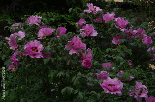 Pink flowers of tree peony at bush