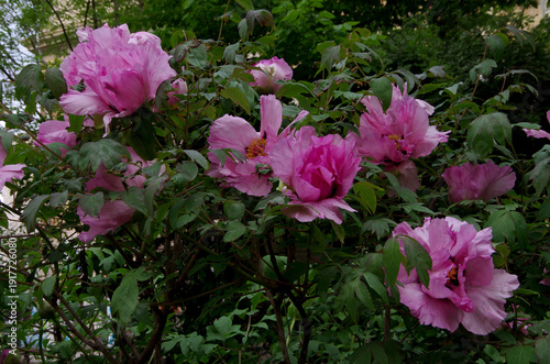 Pink flowers of tree peony in spring garden