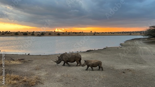 White rhino with calf