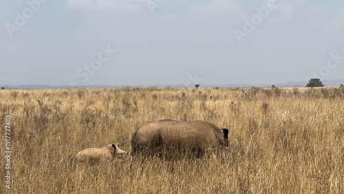 White rhino with calf