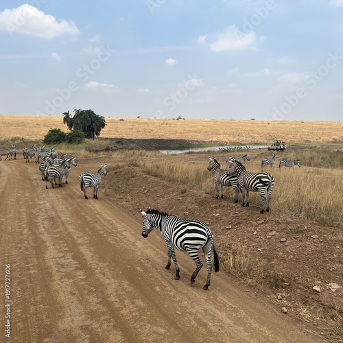 Herd of zebras in Kenya