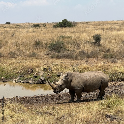 Single white rhino in Kenya