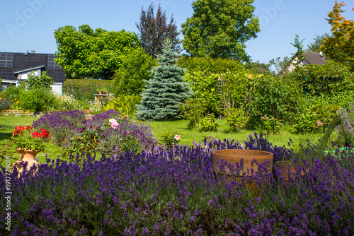 Wallpaper Mural rustical garden - blooming lavender flowers and other plants - summertime Torontodigital.ca