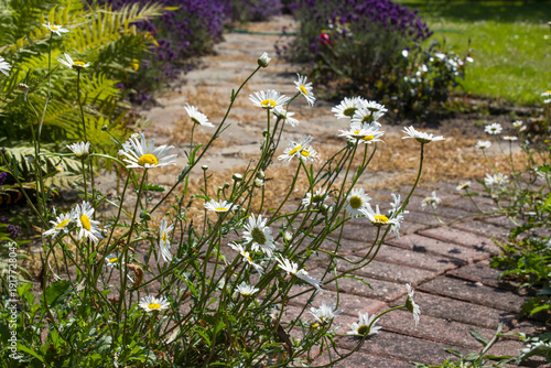 Wallpaper Mural rustical garden - stone paved garden path and flowers - summertime Torontodigital.ca