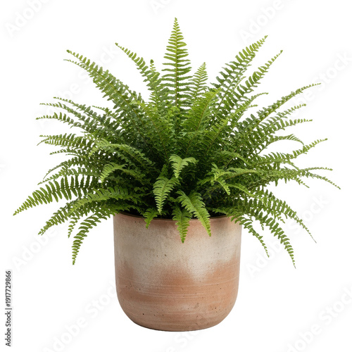 Lush fern plant in terracotta pot isolated black background