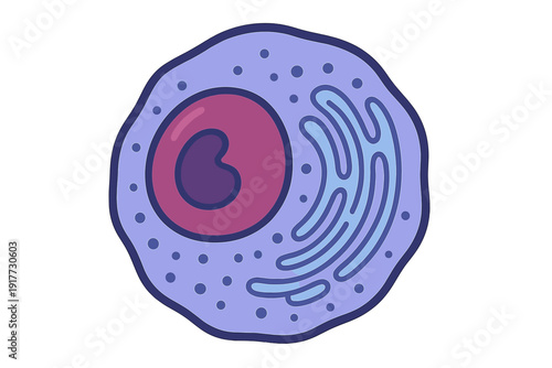 A stylized cartoon illustration of a biological cell featuring a large pink nucleus, dark nucleolus, blue endoplasmic reticulum, and ribosomes on a solid black background.