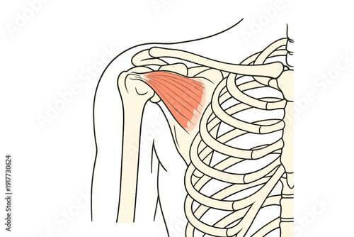 An anatomical illustration of the human shoulder joint and rib cage, highlighting the subscapularis muscle in red. The diagram shows the humerus, clavicle, and scapula bones.