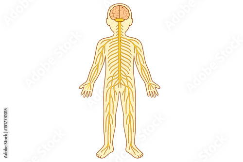 An educational illustration of the human nervous system showing the brain, spinal cord, and peripheral nerves within a child's body outline against a black background.