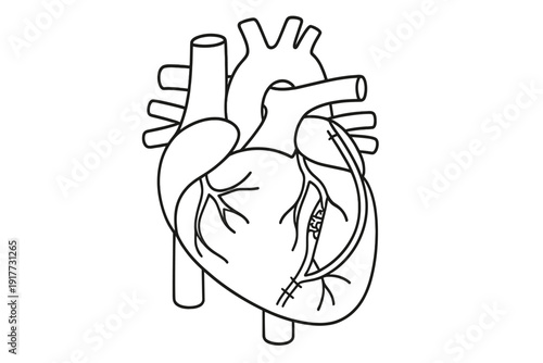 A minimalist black and white line drawing of a human heart. It features anatomical details including the aorta, pulmonary arteries, and veins on a plain background for medical study.