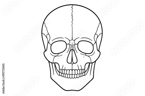 A minimalist black and white line art illustration of a human skull from a front view, featuring detailed eye sockets, nasal cavity, and teeth against a solid black background.