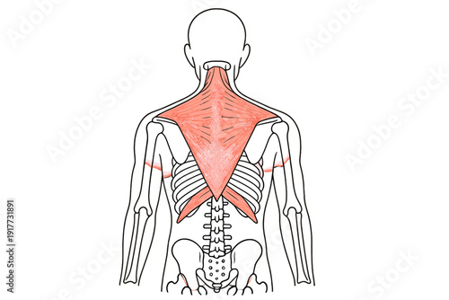 A medical illustration showing the posterior view of the human skeletal system with the trapezius muscle highlighted in pink, including the spine, ribs, and shoulder blades.