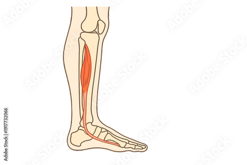 An anatomical illustration of the human lower leg and foot, highlighting the tibialis anterior muscle in red against the skeletal structure of the tibia, fibula, and foot bones.