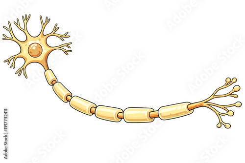 A stylized illustration of a single neuron cell with a cell body, dendrites, and an axon covered in myelin sheath segments, isolated against a solid black background.