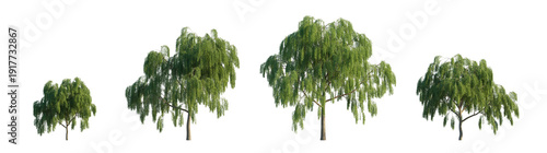 Photos Weeping Willow Tree (Salix babylonica, Babylonian Willow) Isolated PNG on a Tran