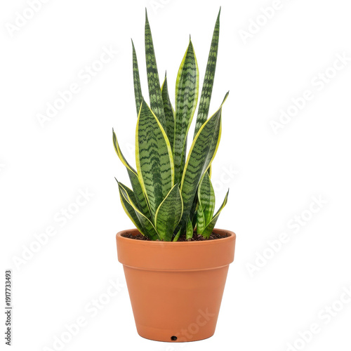 Snake Plant Potted Black Background