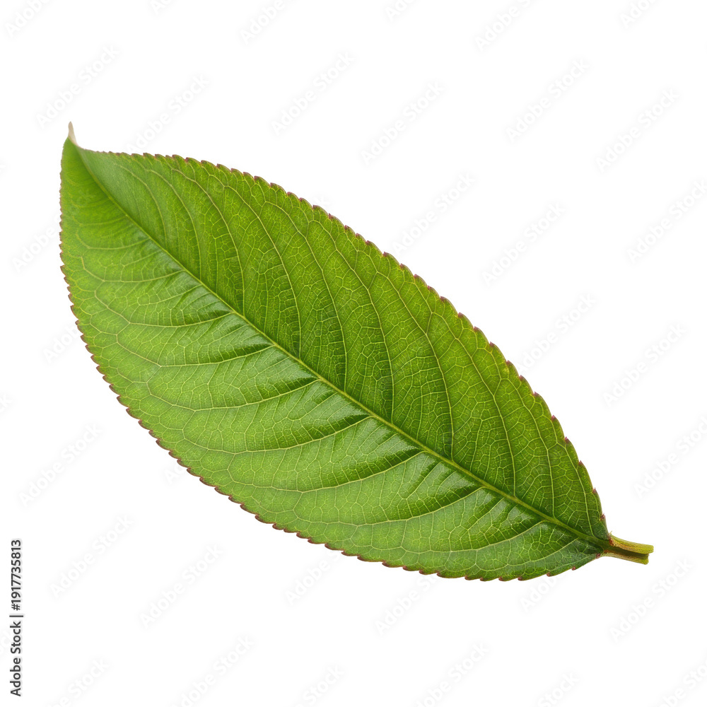 Obraz premium Green Leaf Isolated Black Background Close Up