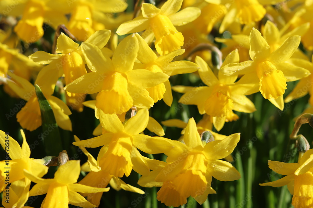 Obraz premium Daffodils in a garden in spring