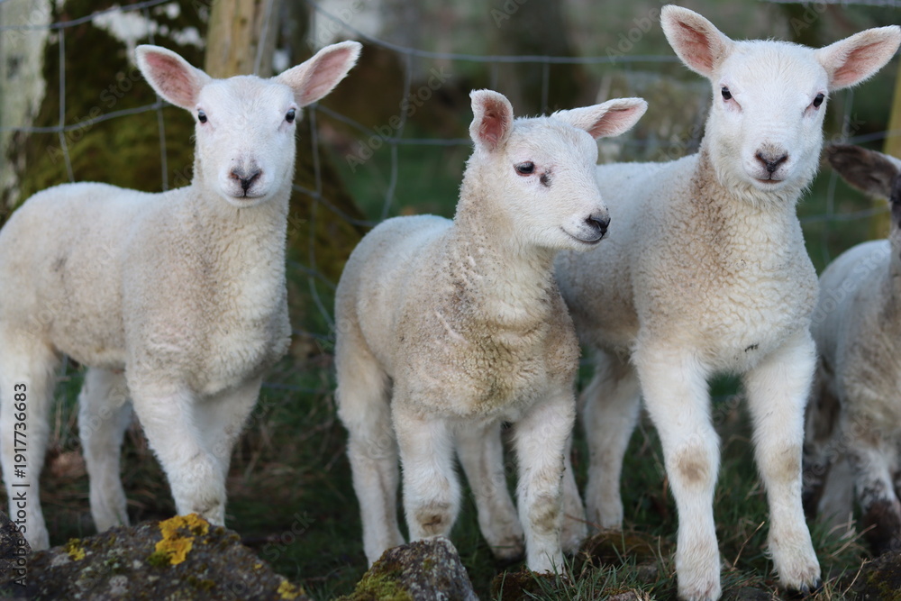 Obraz premium Group of lambs in a field in spring