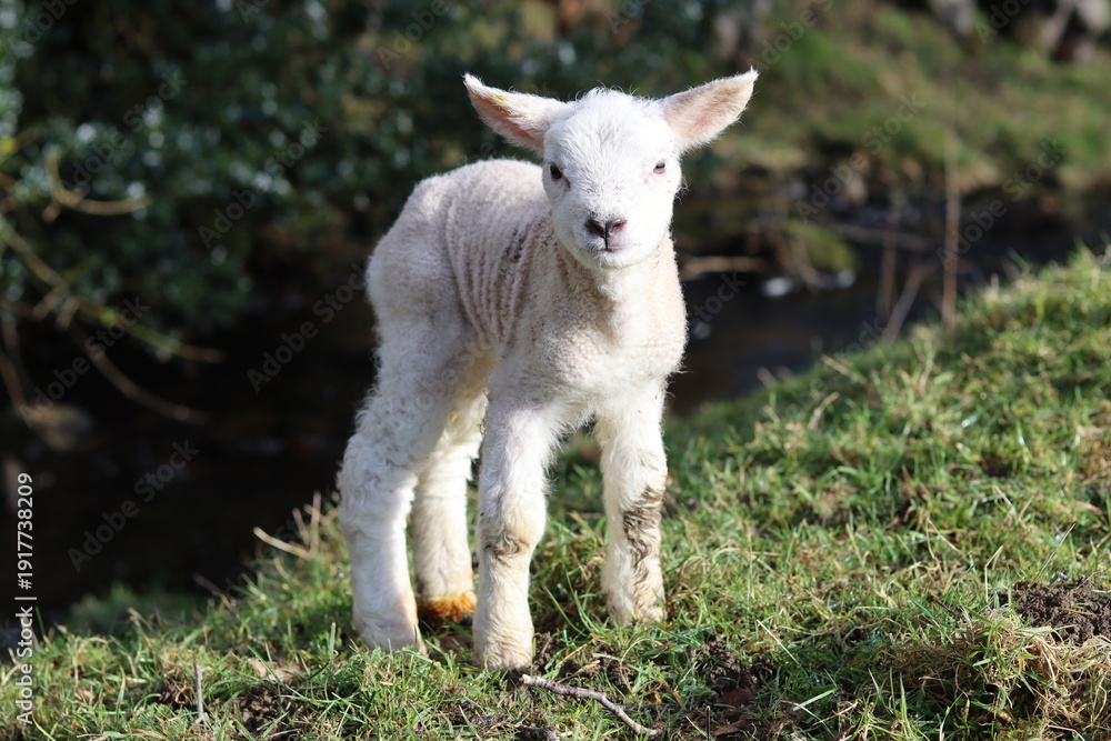 Fototapeta premium Newborn lamb in a field in spring sunshine