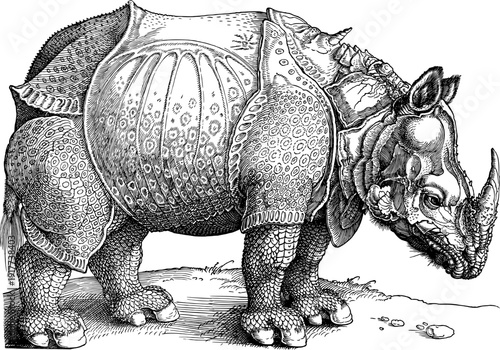 vector illustration of a rhinoceros