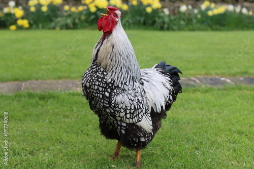 Canvas Print Silver laced Wyandotte cockerel crowing