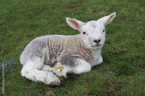Newborn lamb resting in a field