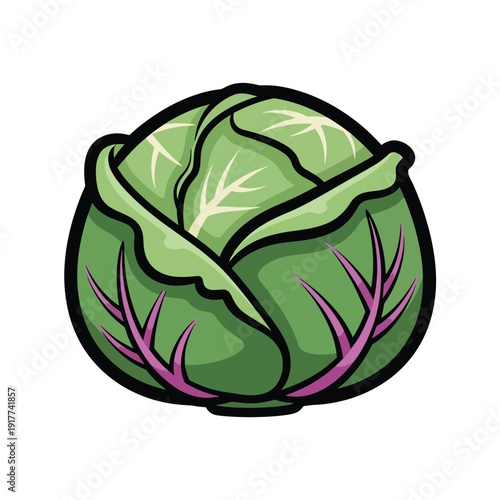 An illustration of a fresh green cabbage head with purple roots from a direct viewpoint