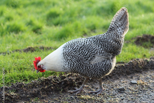 Fotografie Silver death layer or totleger hen