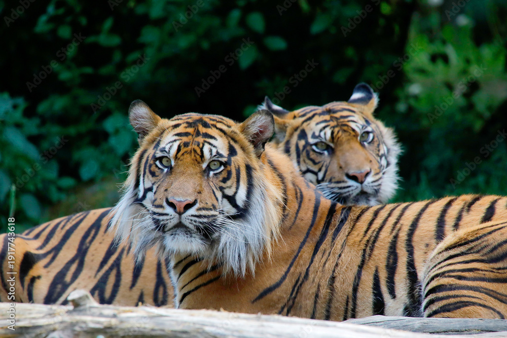 Fototapeta premium Tiger (Panthera tigris) Paar, ruhend