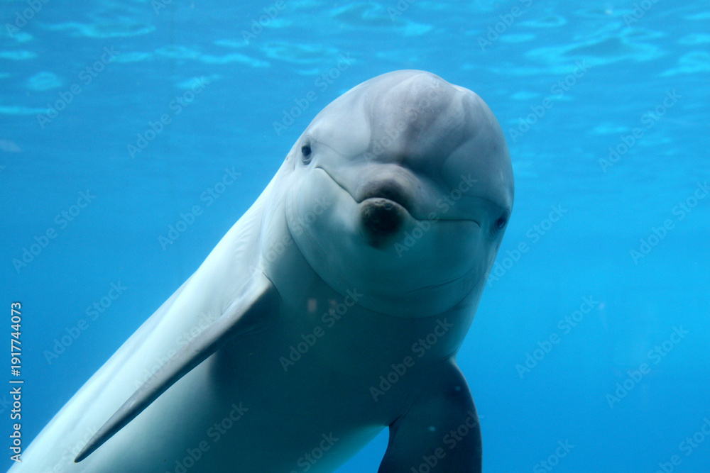 Naklejka premium Große Tümmler (Tursiops truncatus) unter Wasser, von vorne
