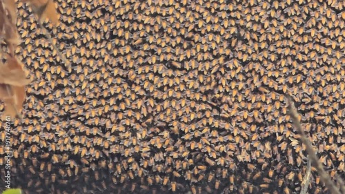 Honey bee swarm on tree branch, massive colony of wild honeybees in nature, organic beekeeping and pollination concept, golden insect cluster