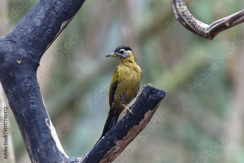 Laced Woodpecker (Picus vittatus). It is found throughout South