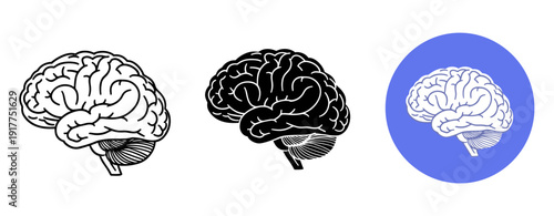 Set of three brain illustrations in black, white, and blue variations