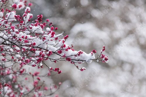 Plum blossoms emerge vibrant pink under a blanket of fallen winter snow