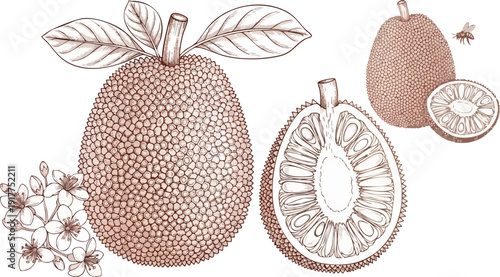 Jackfruit botanical vector illustration set with whole fruit, cross-section, and blossoms, depicted in a detailed hand-drawn engraving style with a sepia color palette