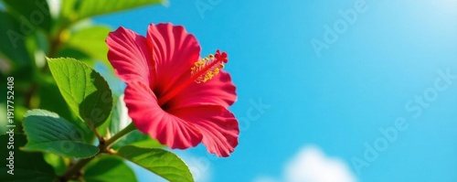 Crimson hibiscus, vibrant green leaves, blue sky, bright, bloom