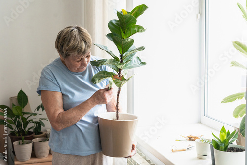 Bilde på lerret Senior woman tending to her fiddle leaf fig plant, enjoying gardening and nurturing her green friends indoors