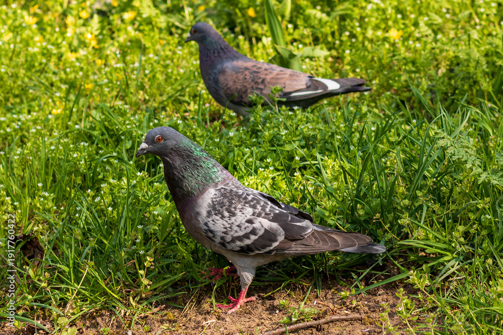 Obraz premium Rock Pigeon (Columba livia) Standing on Green Grass