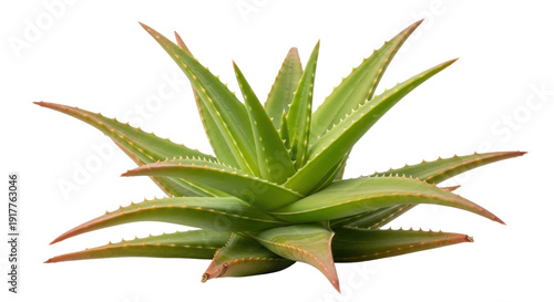 Картината върху платно Isolated aloe vera plant, spiky leaves and pointed shape, medicine and decoratio