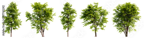 Tableau sur toile Set of alnus cremastogyne tree isolated on transparent background