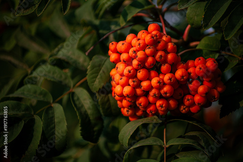 фотографія Sorbus aucuparia fruit corymb in full ripeness, close botanical study