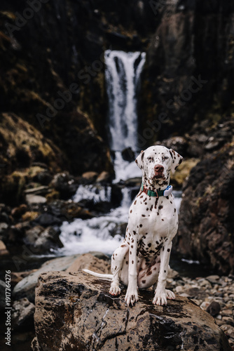 Dalmatian dog portrait in iceland