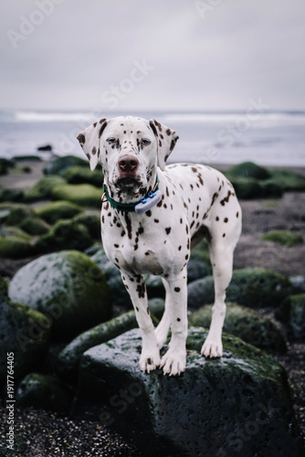 Dalmatian dog portrait in iceland