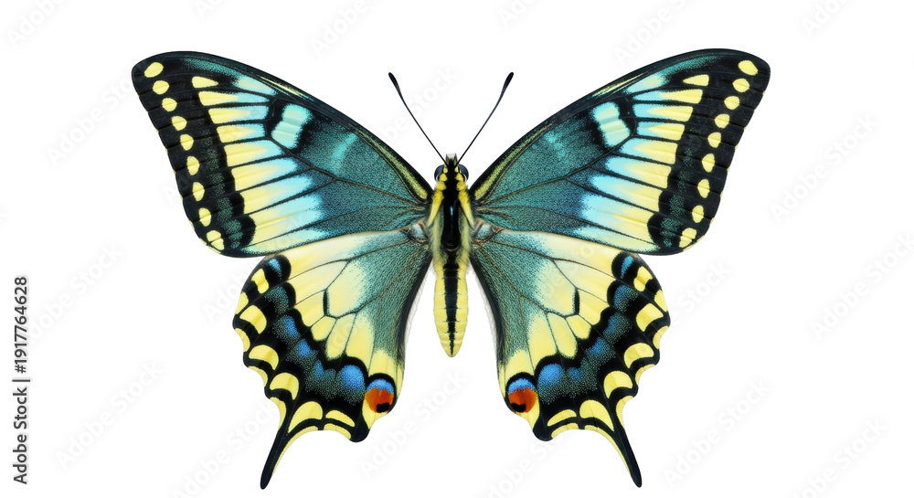 Obraz premium Isolated colorful butterfly, insect with beautiful bright pattern wings, wildlife nature